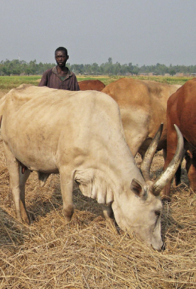 NGAOUDÉRÉ